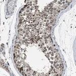 Merck Anti-LMLN antibody produced in rabbit