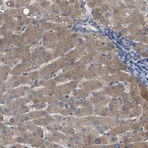 Merck Anti-SERPINA6 antibody produced in rabbit