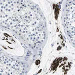 Merck Anti-TSPAN2 antibody produced in rabbit