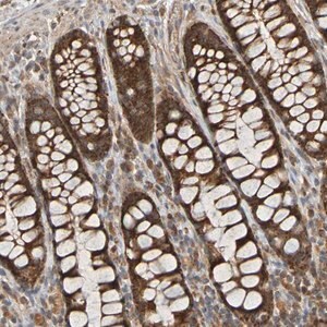 Merck Anti-TMBIM1 antibody produced in rabbit