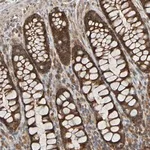 Merck Anti-TMBIM1 antibody produced in rabbit