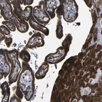 Merck Anti-P3H2 antibody produced in rabbit