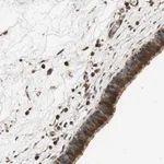 Merck Anti-PCDHB10 antibody produced in rabbit