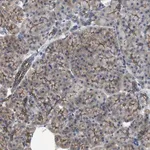 Merck Anti-CDPF1 antibody produced in rabbit