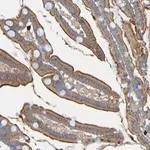 Merck Anti-C11orf24 antibody produced in rabbit