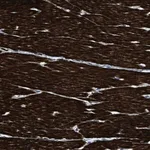 Merck Anti-LMBR1 antibody produced in rabbit