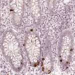 Merck Anti-NPSR1 antibody produced in rabbit