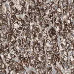 Merck Anti-SRCIN1 antibody produced in rabbit