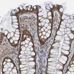 Merck Anti-LMBRD2 antibody produced in rabbit
