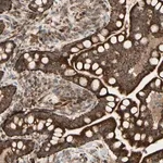 Merck Anti-DHRS3 antibody produced in rabbit