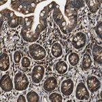 Merck Anti-RHOT2 antibody produced in rabbit