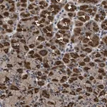 Merck Anti-DNAJC14 antibody produced in rabbit