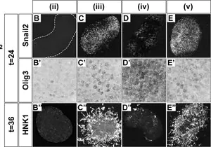 Merck Anti-OLIG3 antibody produced in rabbit