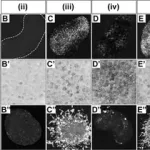 Merck Anti-OLIG3 antibody produced in rabbit