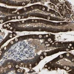 Merck Anti-KIAA1024L antibody produced in rabbit