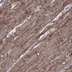 Merck Anti-ITGA7 antibody produced in rabbit