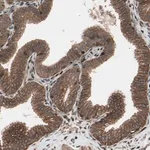 Merck Anti-TNFRSF1A antibody produced in rabbit