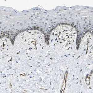 Merck Anti-ECE1 antibody produced in rabbit
