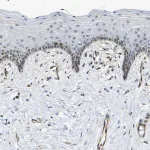 Merck Anti-ECE1 antibody produced in rabbit