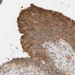 Merck Anti-CEP57 antibody produced in rabbit