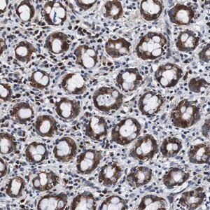 Merck Anti-FAR2 antibody produced in rabbit