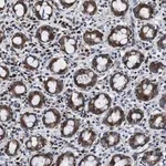 Merck Anti-FAR2 antibody produced in rabbit