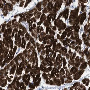 Merck Anti-ICA1 antibody produced in rabbit