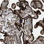 Merck Anti-PCDH18 antibody produced in rabbit