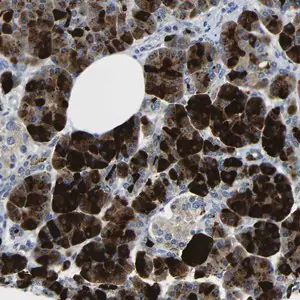 Merck Anti-DCP1A antibody produced in rabbit