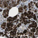 Merck Anti-DCP1A antibody produced in rabbit