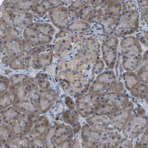Merck Anti-DSE antibody produced in rabbit