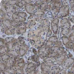 Merck Anti-DSE antibody produced in rabbit
