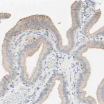Merck Anti-MFF antibody produced in rabbit