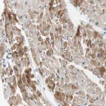 Merck Anti-NEBL antibody produced in rabbit