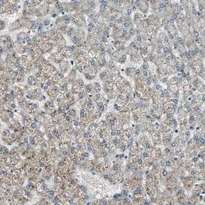 Merck Anti-CHP1 antibody produced in rabbit