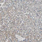 Merck Anti-CHP1 antibody produced in rabbit