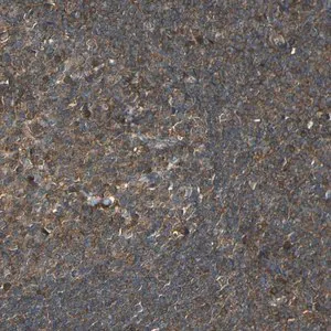 Merck Anti-CASP8 antibody produced in rabbit