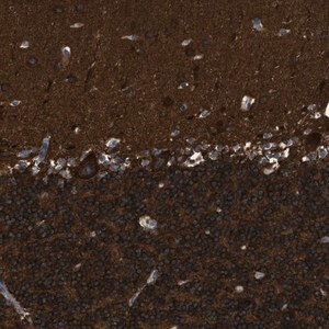 Merck Anti-ZSWIM5 antibody produced in rabbit