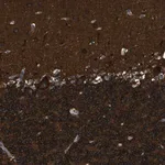 Merck Anti-ZSWIM5 antibody produced in rabbit