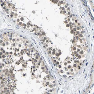 Merck Anti-LIAS antibody produced in rabbit