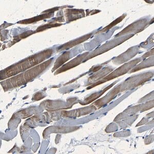 Merck Anti-NCMAP antibody produced in rabbit