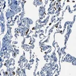 Merck Anti-SLA antibody produced in rabbit