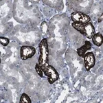 Merck Anti-CDH22 antibody produced in rabbit