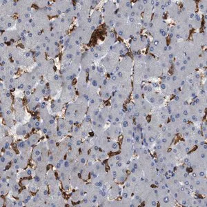 Merck Anti-CD300A antibody produced in rabbit