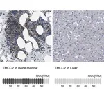 Merck Anti-TMCC2 antibody produced in rabbit