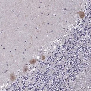 Merck Anti-FGF3 antibody produced in rabbit