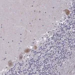 Merck Anti-FGF3 antibody produced in rabbit