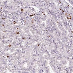 Merck Anti-ASB1 antibody produced in rabbit