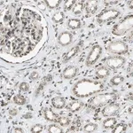 Merck Anti-EVC antibody produced in rabbit