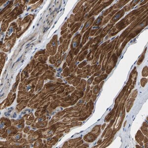 Merck Anti-HIGD2B antibody produced in rabbit